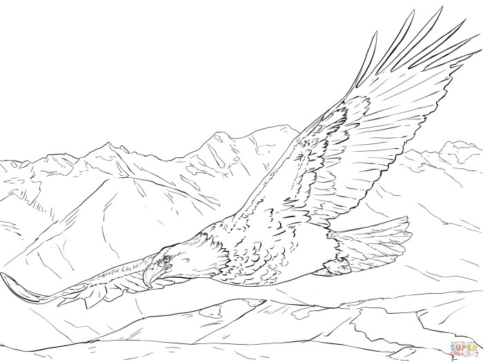 Bald eagle coloring page