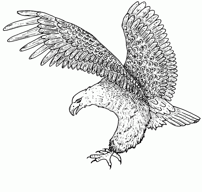 Eagle outline coloring drawing pages printable birds getdrawings