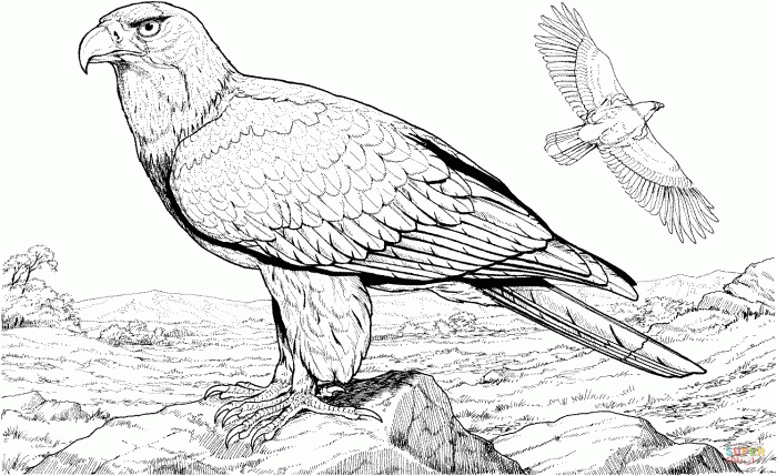 Bald eagle coloring page