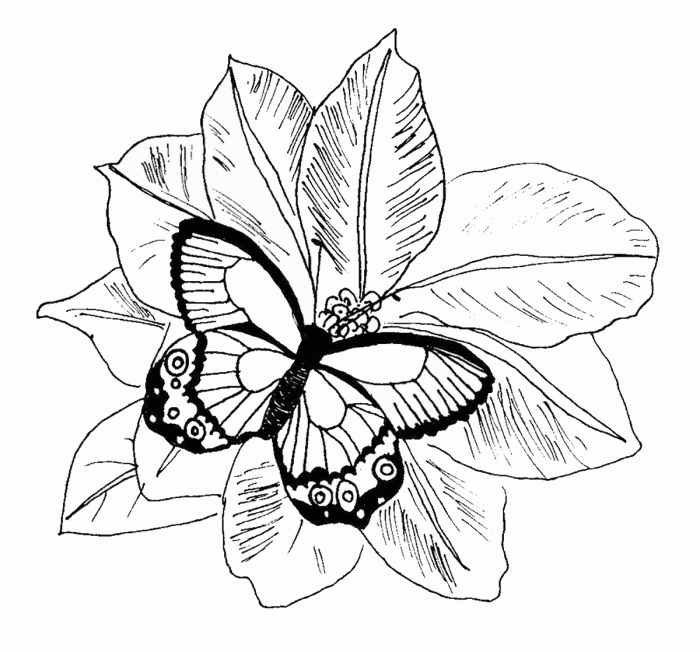 Butterfly coloring sheet for kids