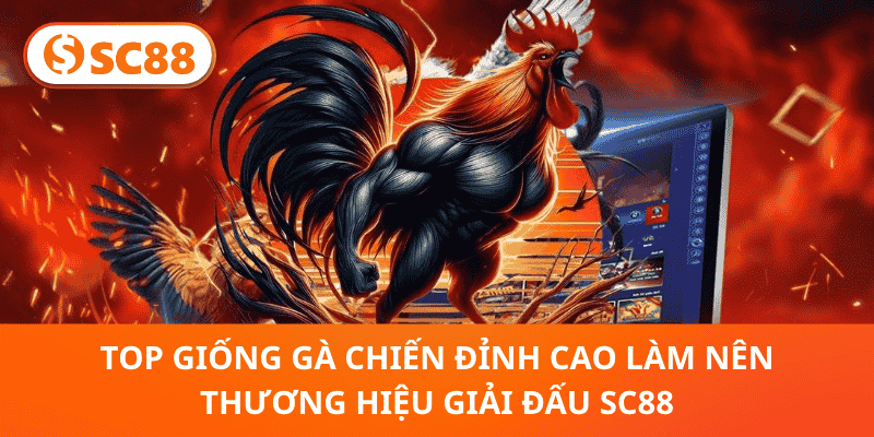 Top Giống Gà Chiến Đỉnh Cao Làm Nên Thương Hiệu Giải Đấu SC88